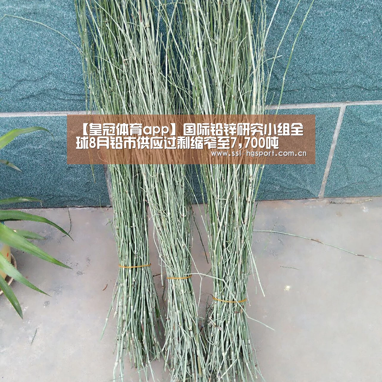 皇冠体育官网