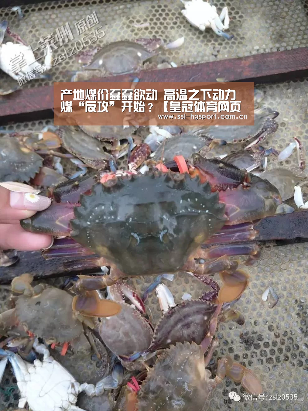 产地煤价蠢蠢欲动 高温之下动力煤“反攻”开始?【皇冠体育网页版】(图2) 皇冠体育登录